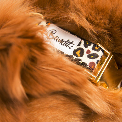 collier pour chien