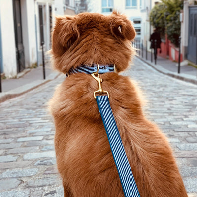 collier pour chien