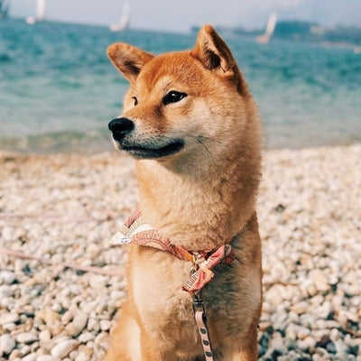 Shiba Inu 4 idées reçues