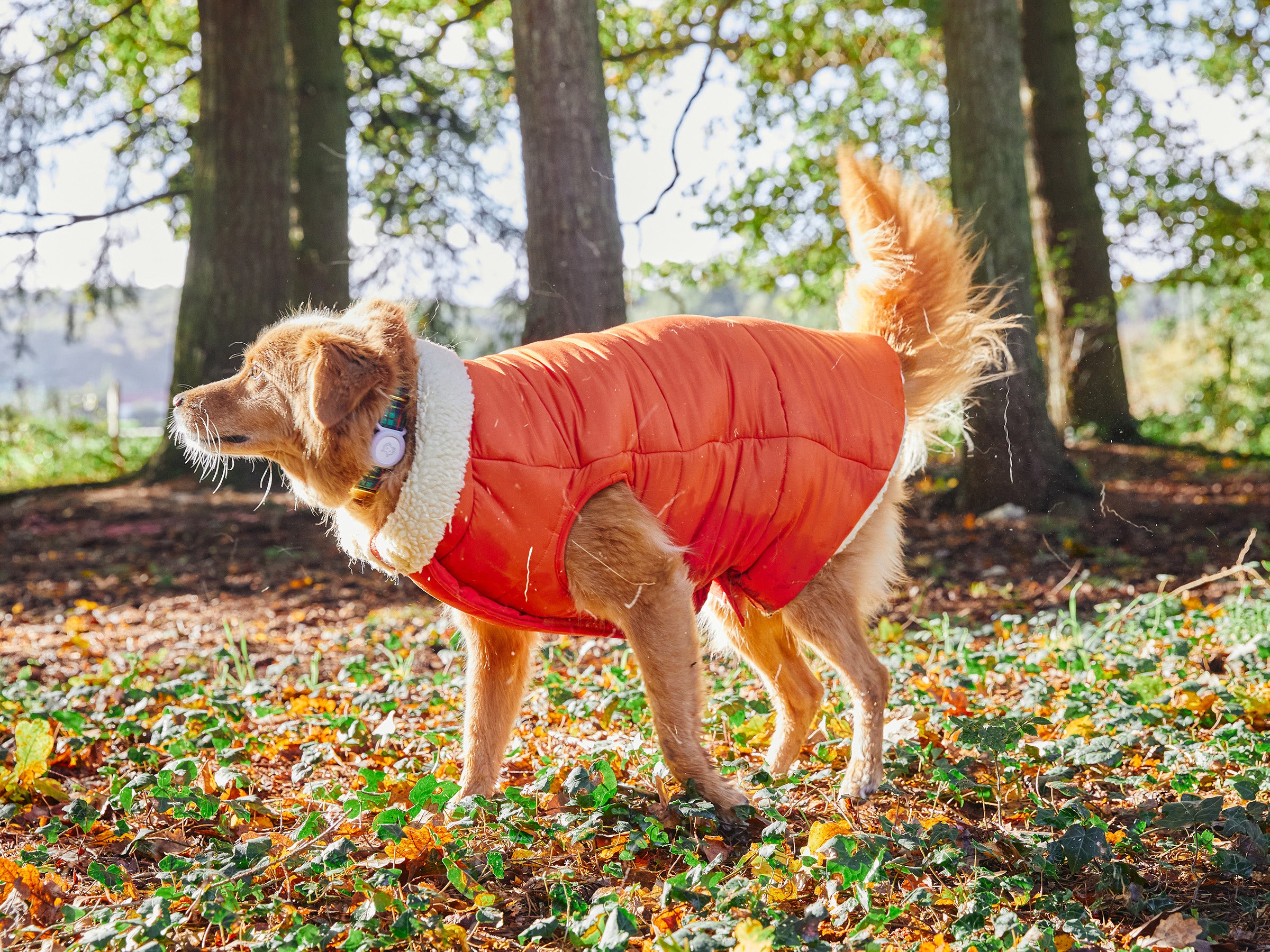 THE DOWN JACKET