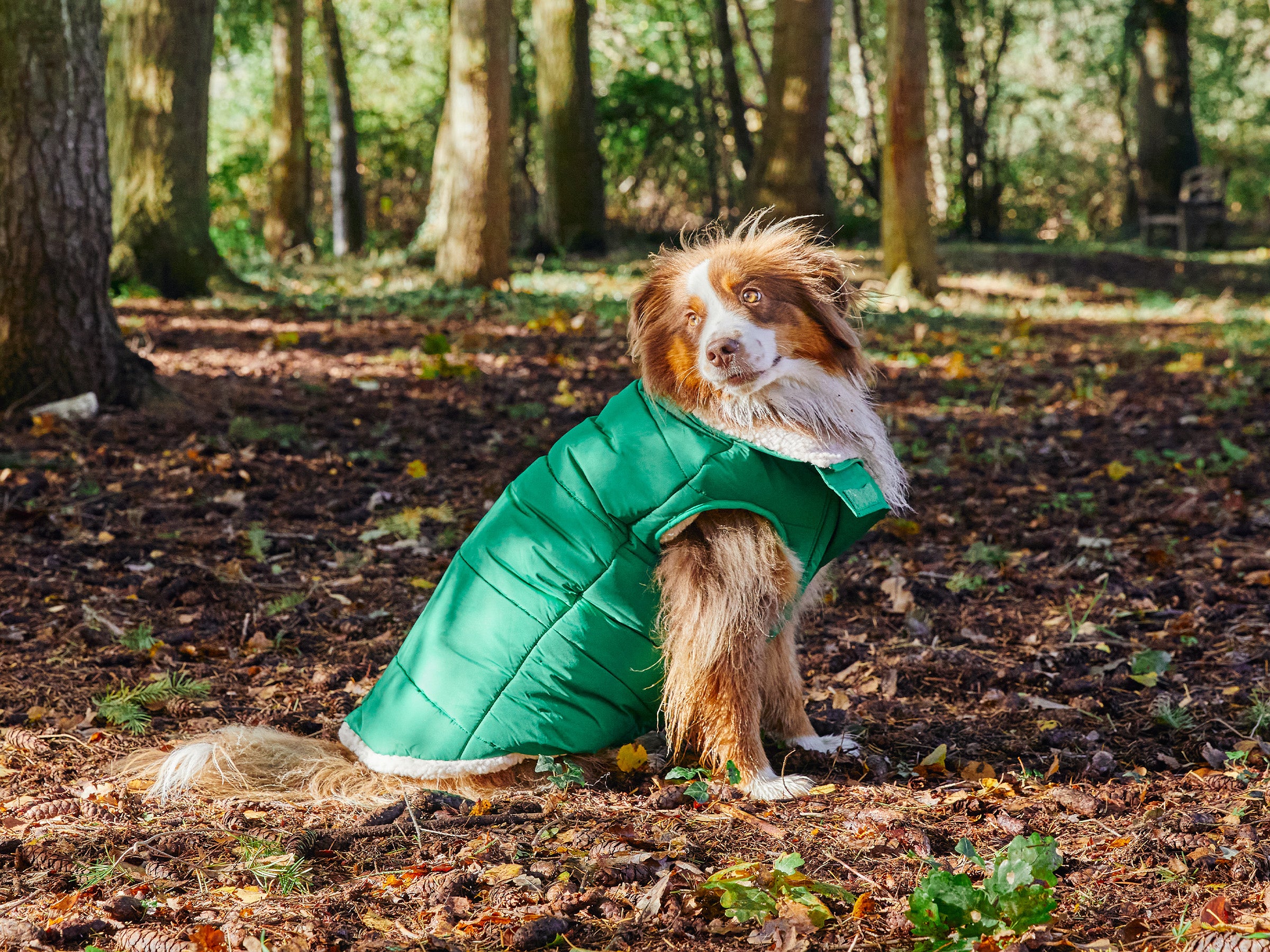 THE DOWN JACKET