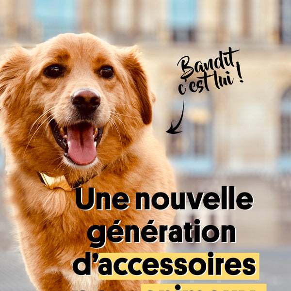 Des accessoires pour chien responsables et faits en France : Bandit Paris •  Emprunte Mon toutou