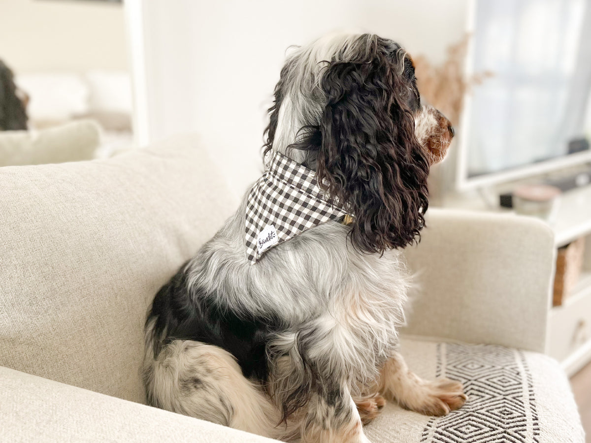 Bandana pour chien vichy 3