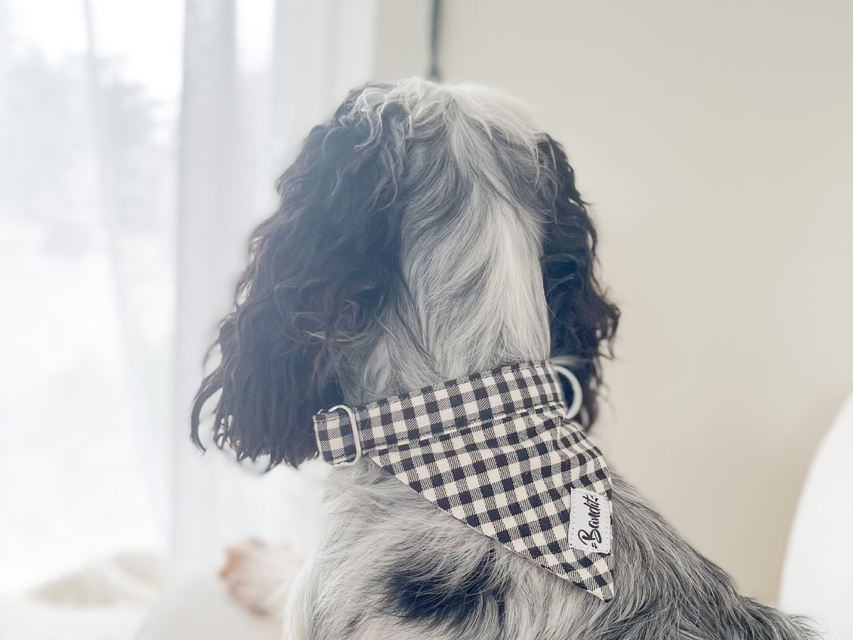 Bandana pour chien vichy 5