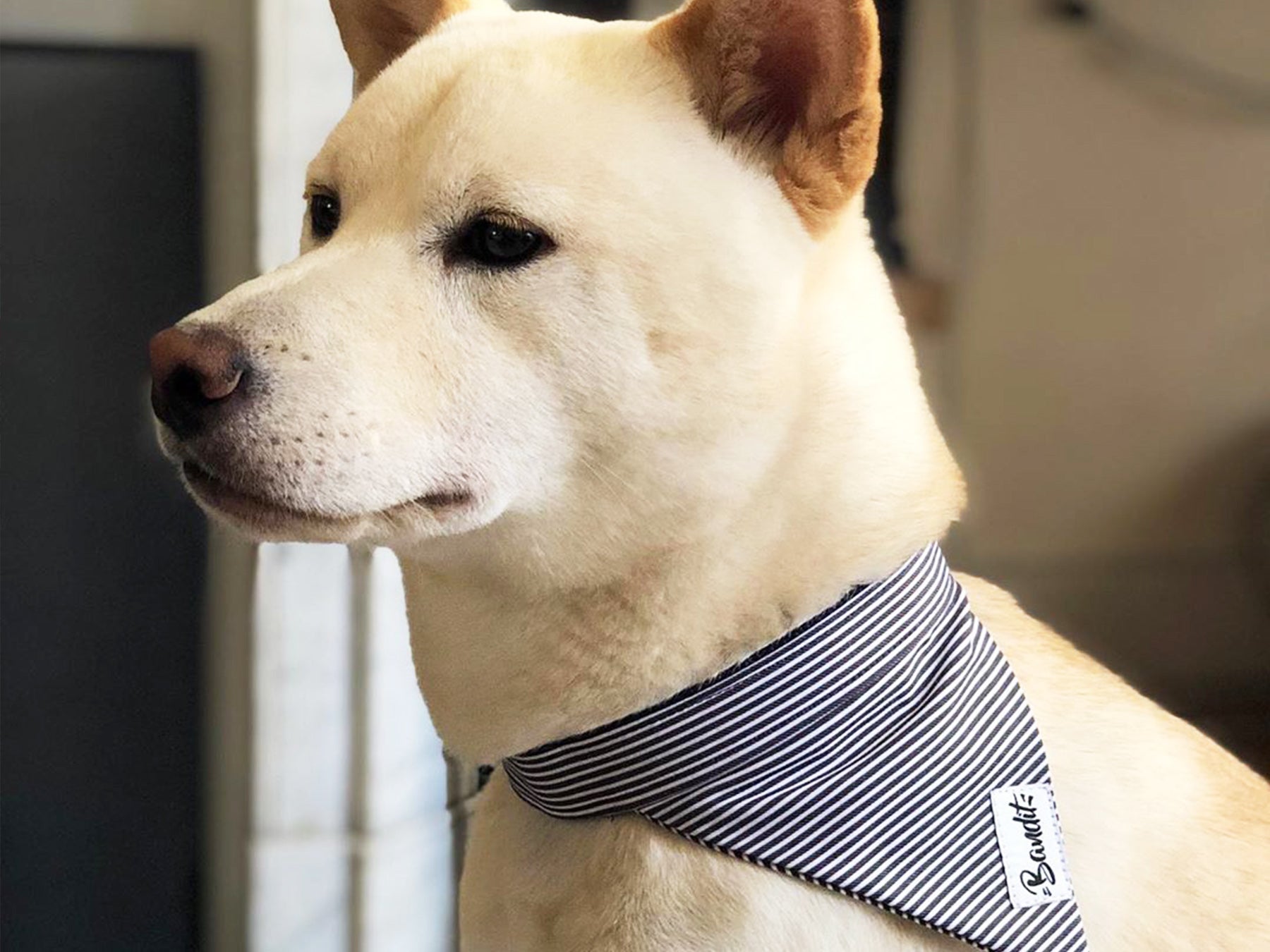 Bandana pour chien rayé bleu et blanc 3