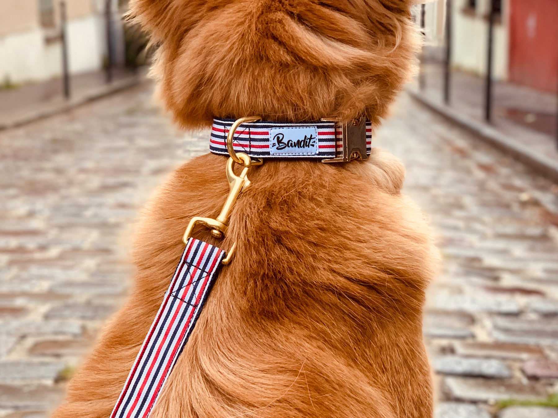 Collier chien bleu blanc rouge 1