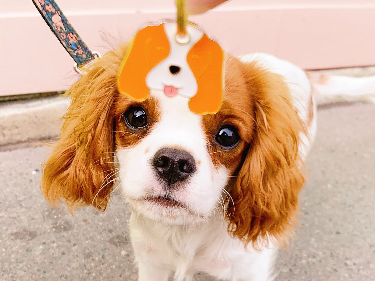 Médaille cavalier pour chien 4