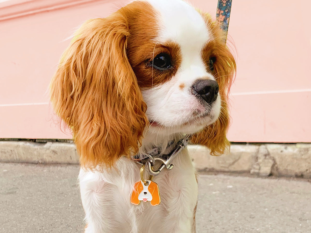 Médaille cavalier pour chien 3