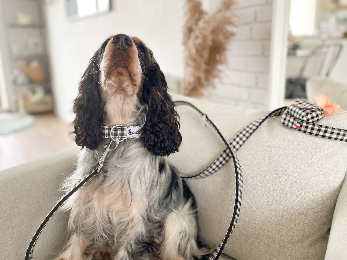 Collier pour chien vichy 3