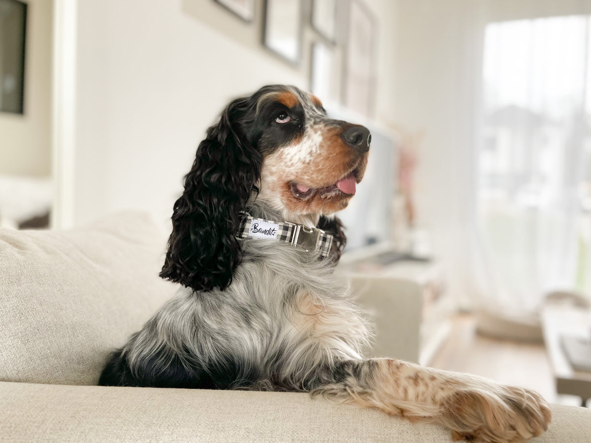 Collier pour chien vichy 2