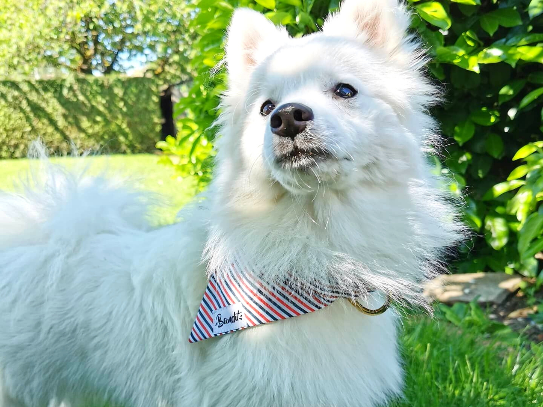 Bandana pour chien bleu blanc rouge 5