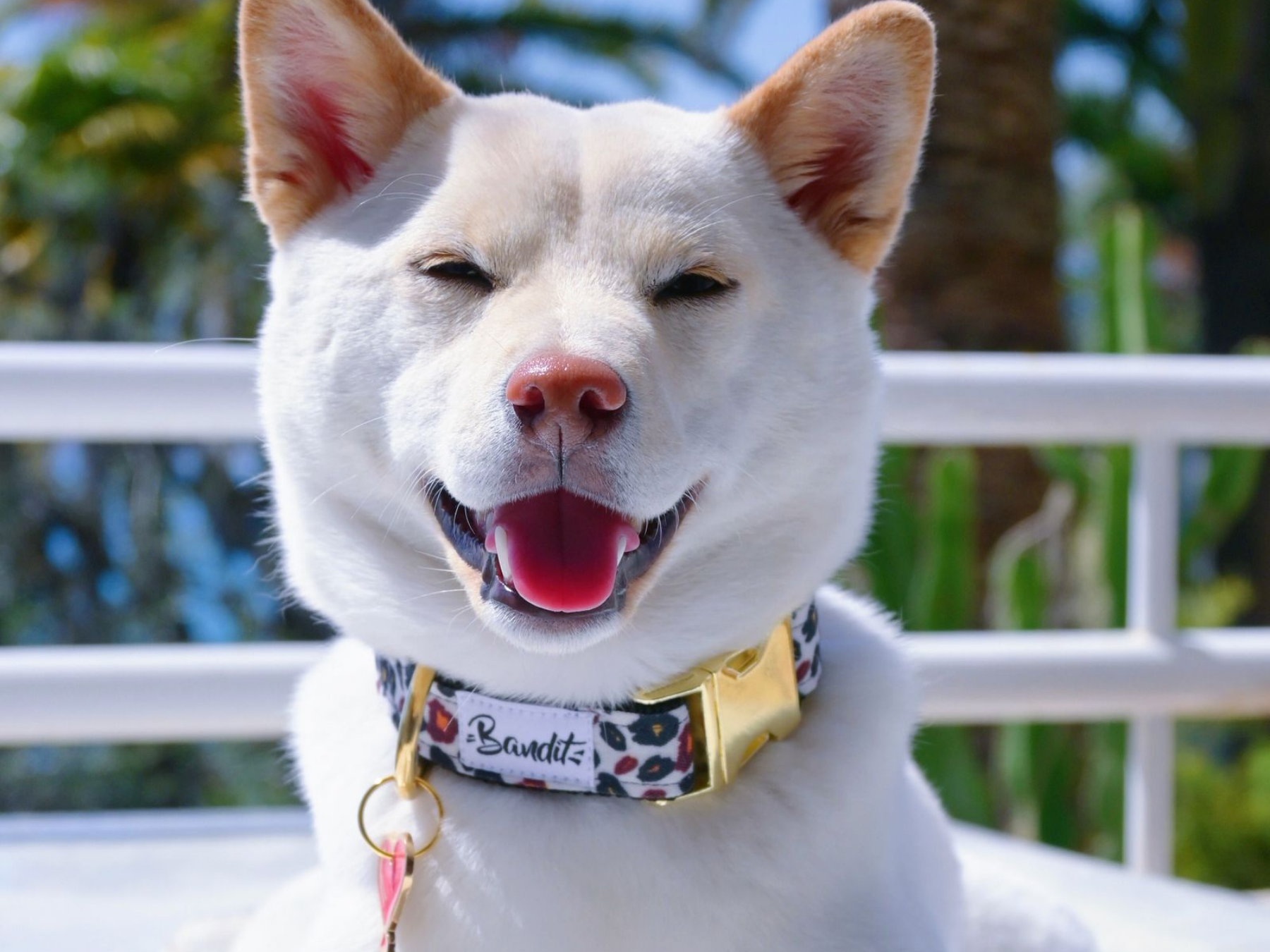 Collier pour chien léopard 6