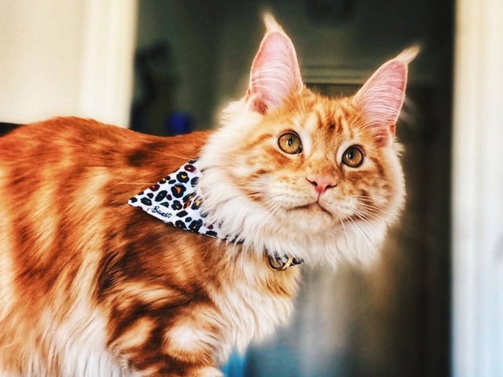 Bandana pour chat motif léopard 2