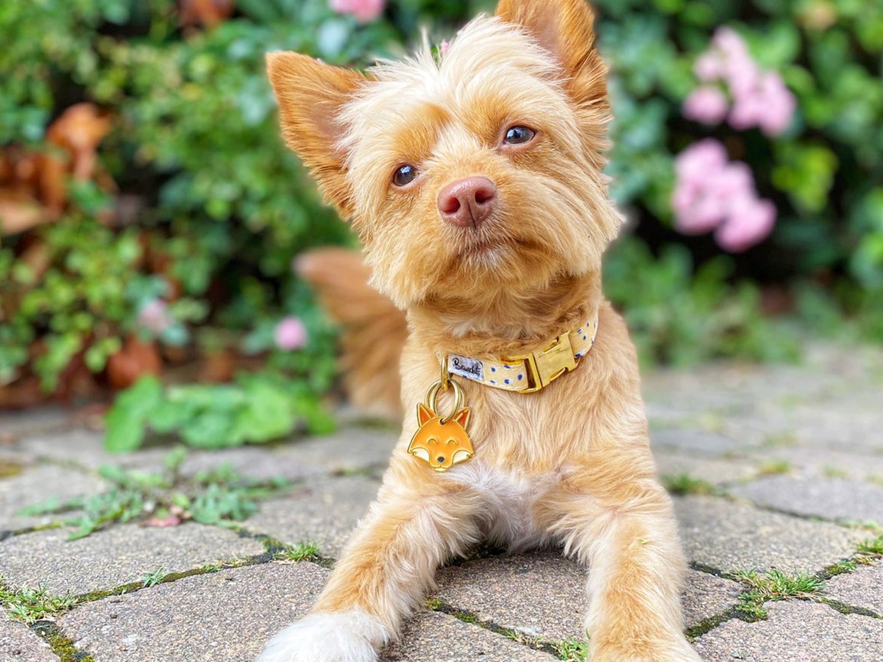 Médaille renard pour chien 4