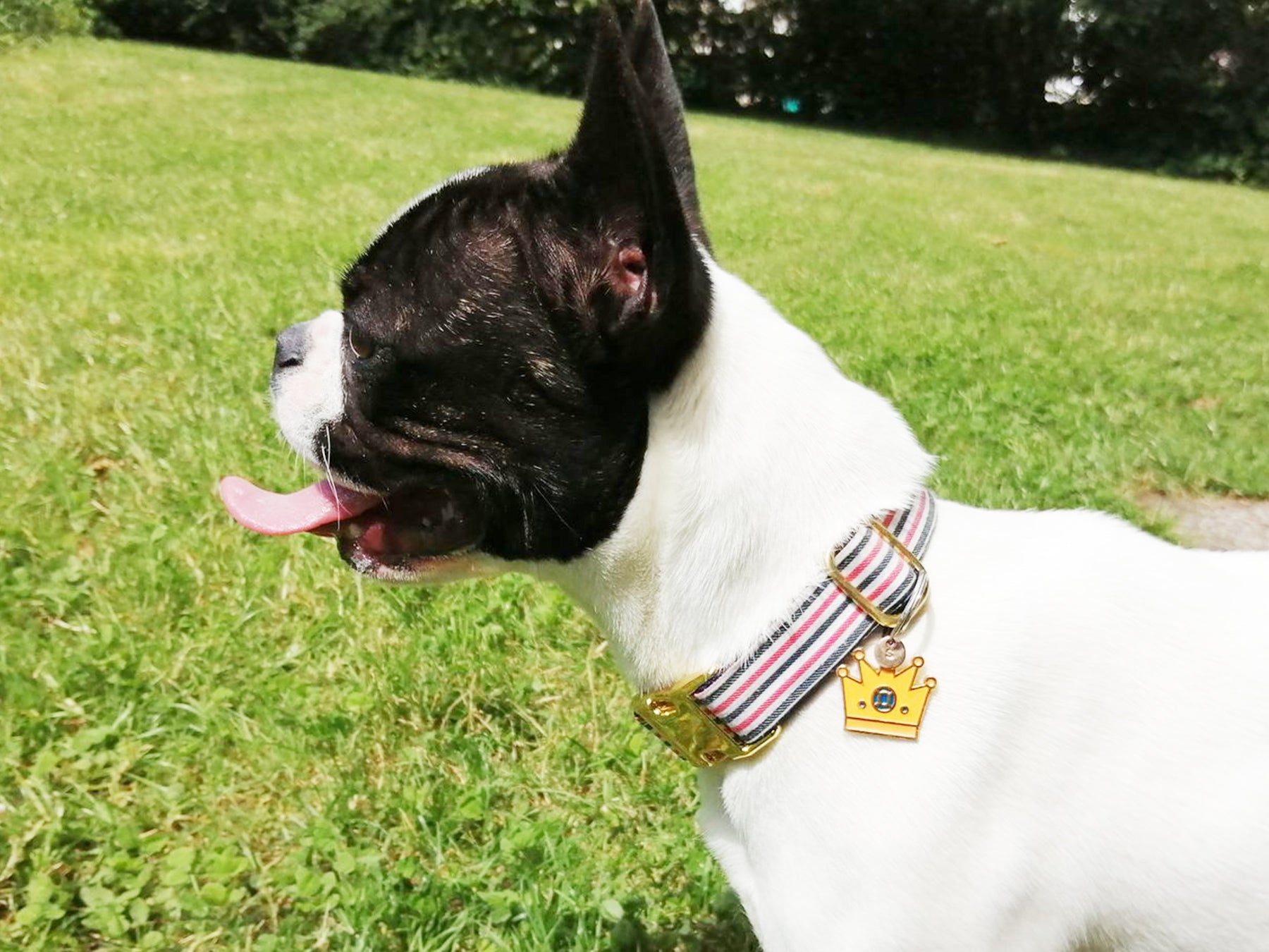 Collier chien bleu blanc rouge 7 