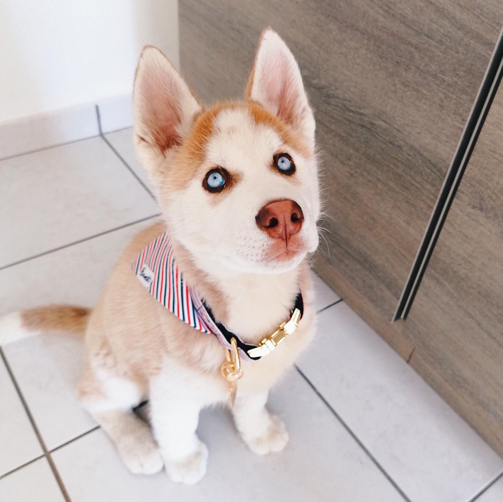 Bandana pour chien bleu blanc rouge 3