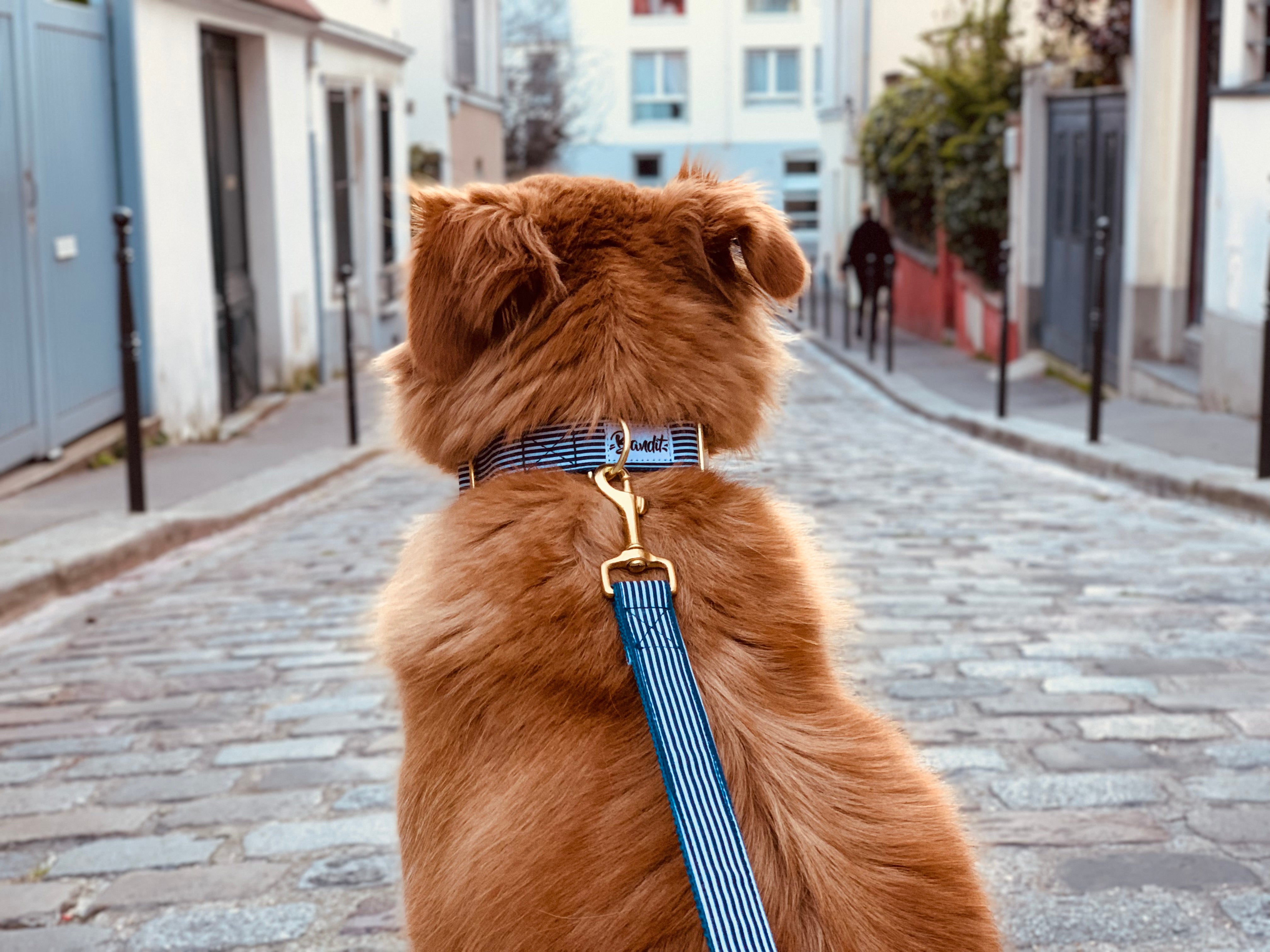 Laisse pour chien rayé bleu et blanc 2