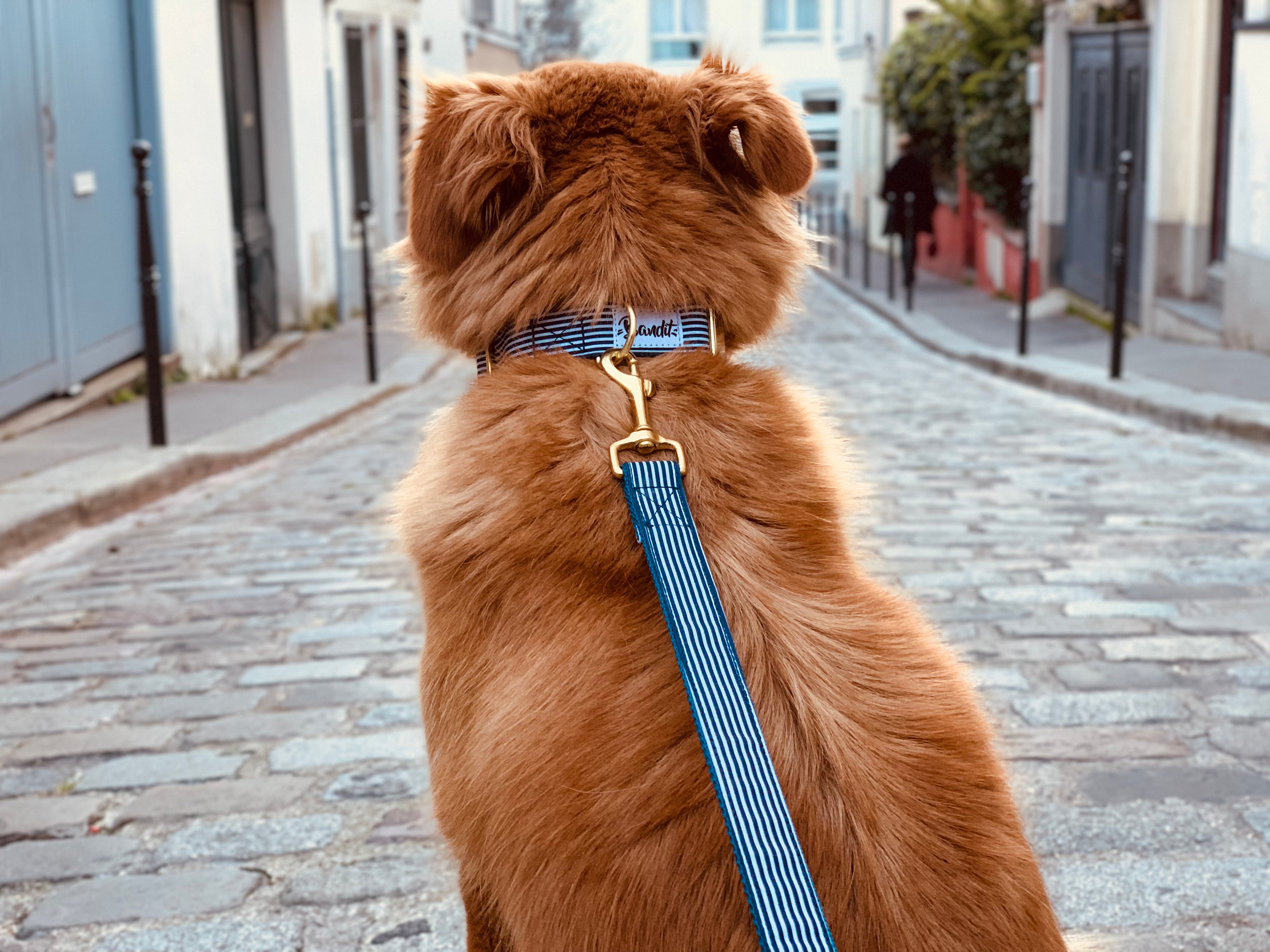 Collier pour chien motif marin 1