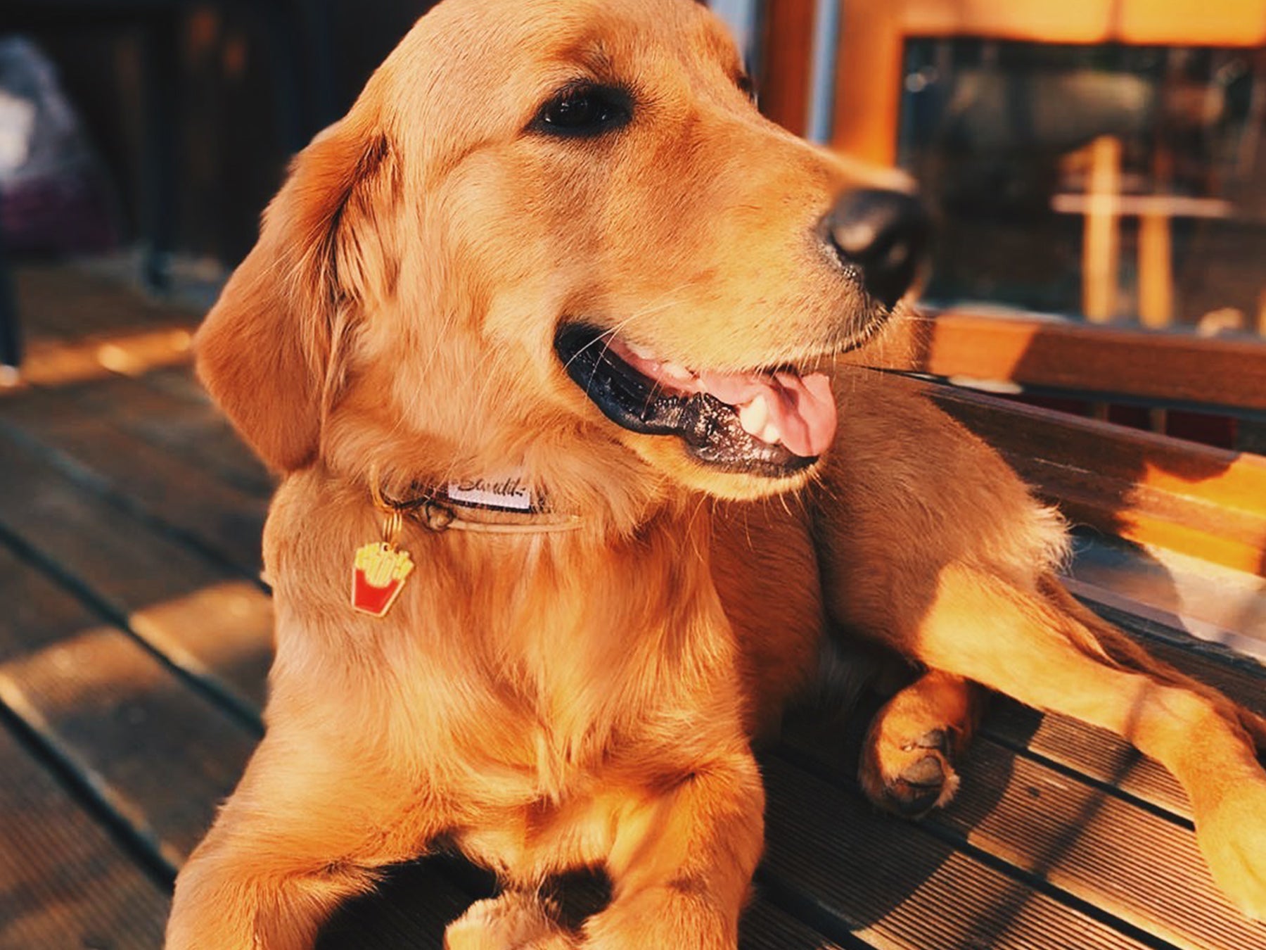 Médaille frites pour chien 3